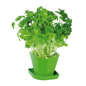 Herb growing set SENSE, parsley